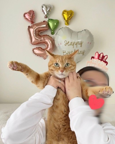 5歳の誕生日を祝う茶トラ猫