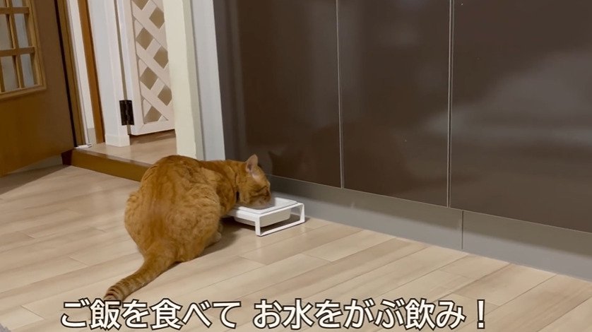 水を飲む猫