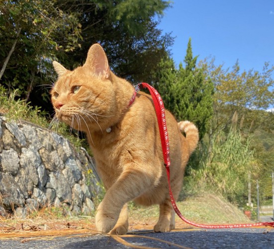 散歩する茶トラ猫