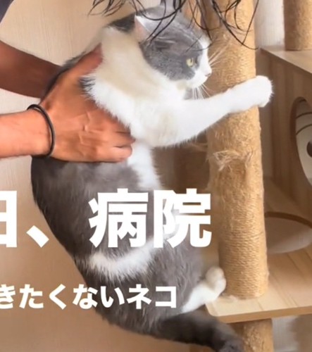 棒につかまる猫