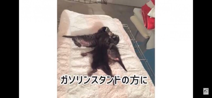 子猫の塊