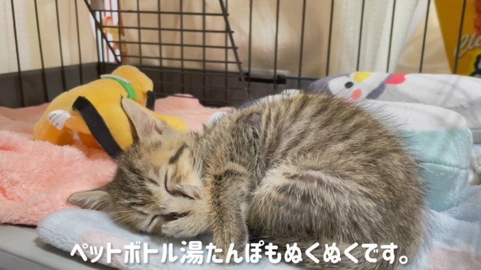 足を顔につけて眠る猫