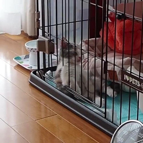ケージの中で寝る子猫
