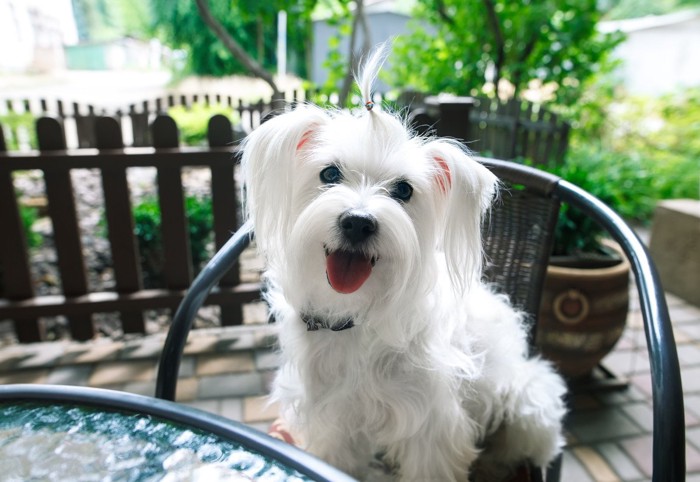 犬とカフェ