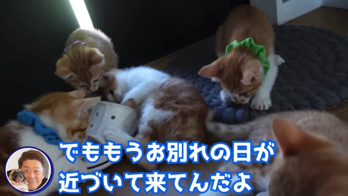 スリッパに集まる5匹の猫