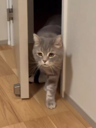 飼い主さんの方へ歩き出すメルくん