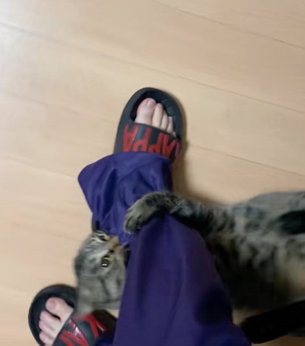右足に噛み付く猫