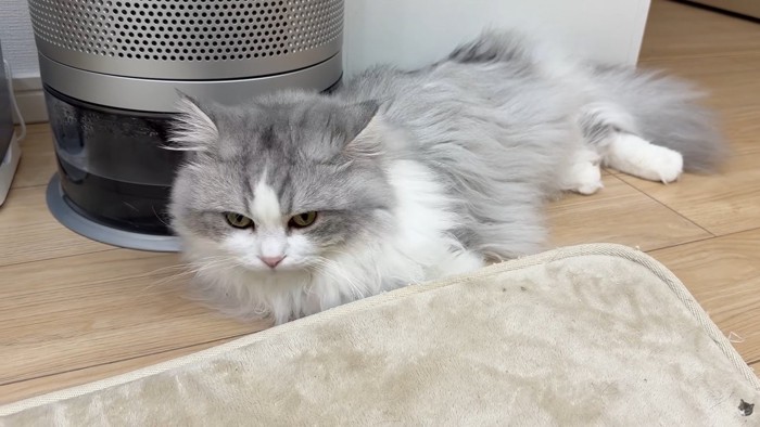 長毛猫さん