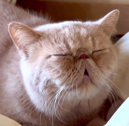 気持ち良さそうに口を開いて眠る猫