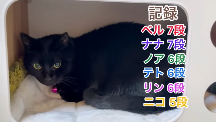 ハウスに入る黒猫