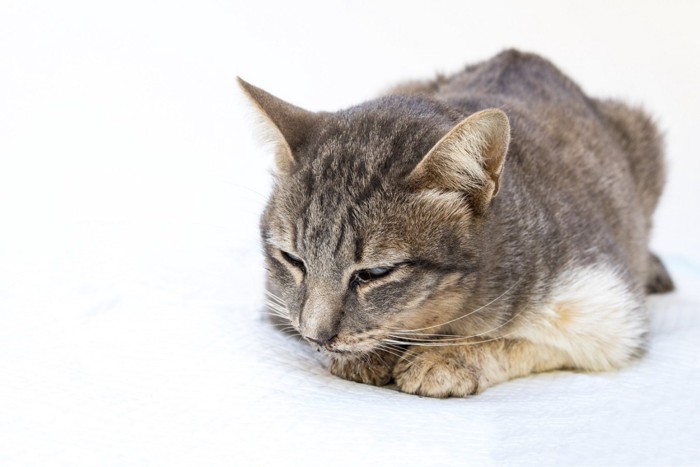 具合が悪そうな猫