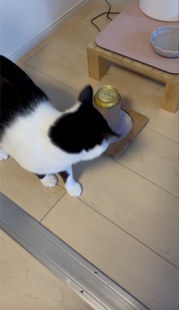 ビールを見つめる猫