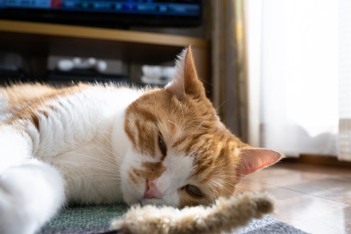 カーペットの上で寝そうな猫