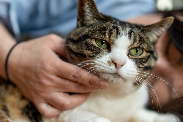 人に撫でさせている猫