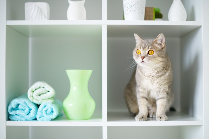 棚の空間にいる猫