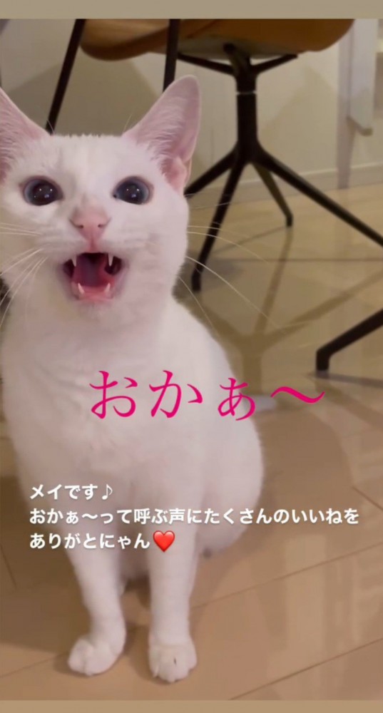 大きく口を開ける猫