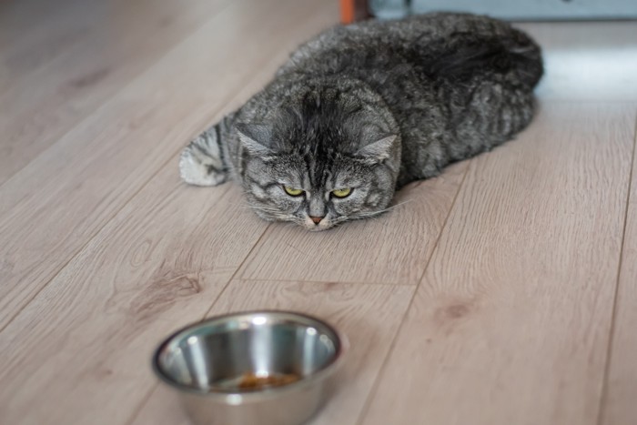 食器を見つめながら不機嫌な表情で伏せる猫