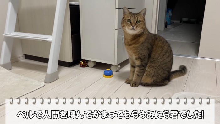 ベルの横で座っている猫