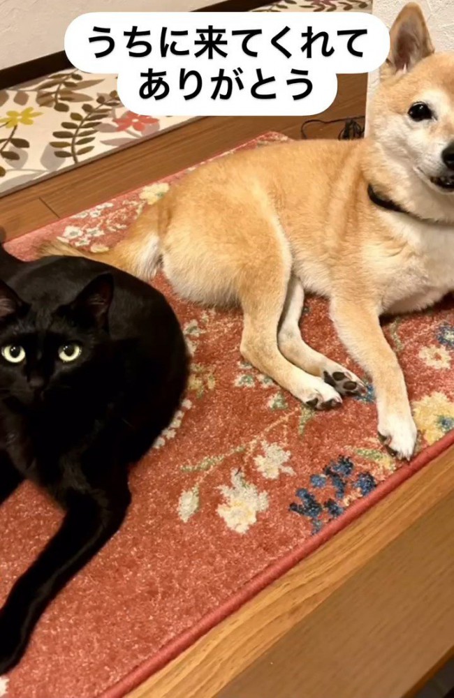 犬と並ぶ猫