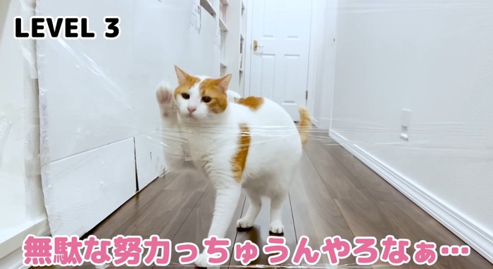 前足を伸ばす猫