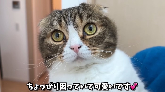 抱っこされた折れ耳猫