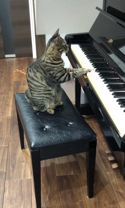 鍵盤を押している猫