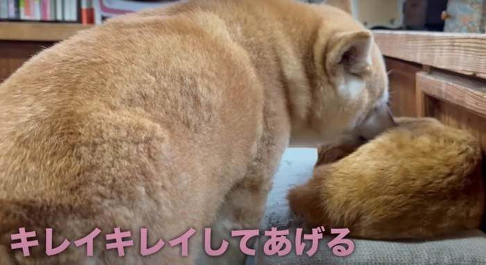 寝ている猫と猫を舐める犬(キレイキレイしてあげる)