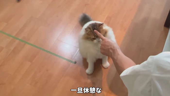 頭に指を置かれる猫