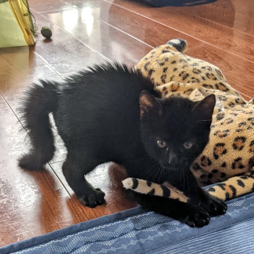 毛を逆立てた子猫
