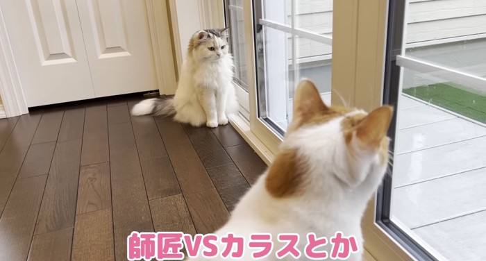 外を眺める猫