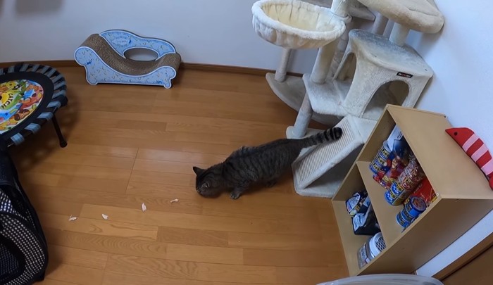 ささみを食べる猫