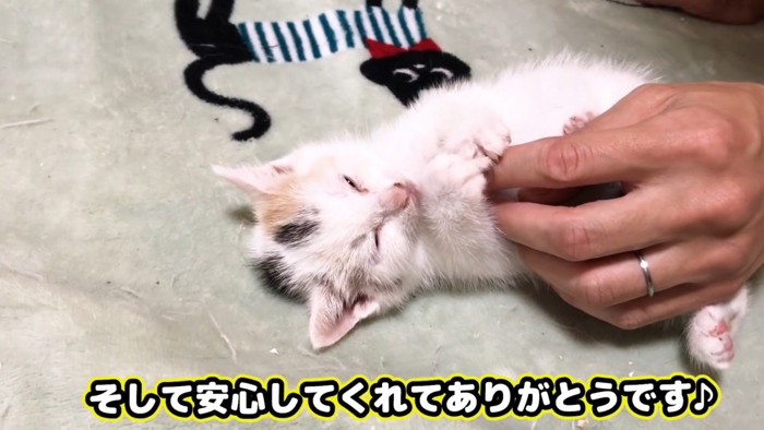 安心しきった子猫