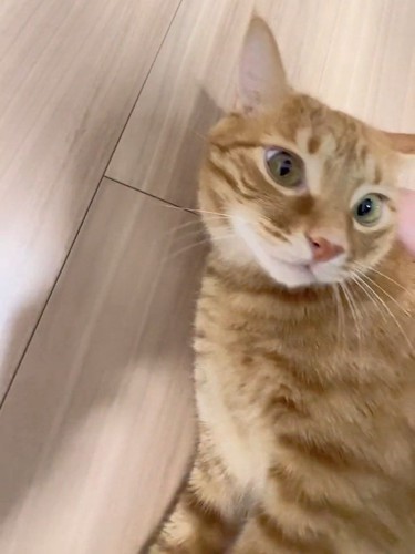 顔をあげる猫