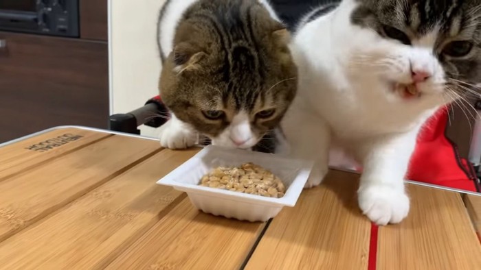 納豆に顔を近づける猫と口に納豆が入っている猫