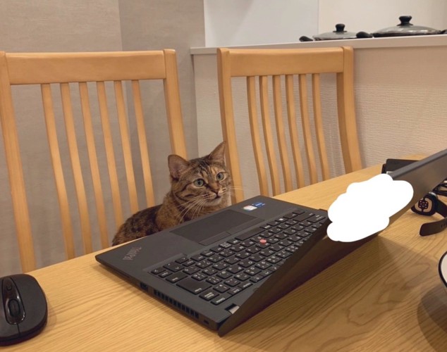 パソコン前に座る猫
