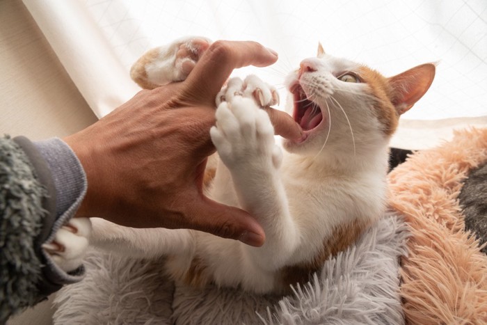 人の手に噛みつこうとしている猫