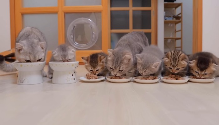 並んでご飯