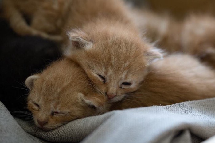 折り重なって眠る2匹の子猫