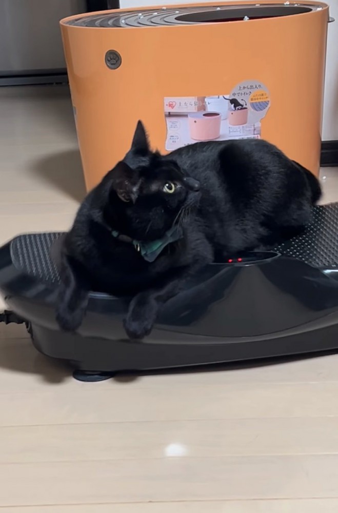 ブルブルマシンに乗る黒猫3