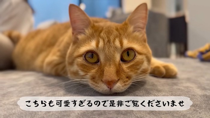 じっと見つめてくるとらまる