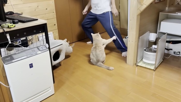 息子さんの左脚に右前足を伸ばす猫ちゃんの背中