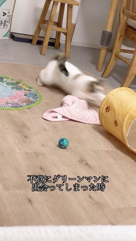 猛ダッシュで逃げる猫