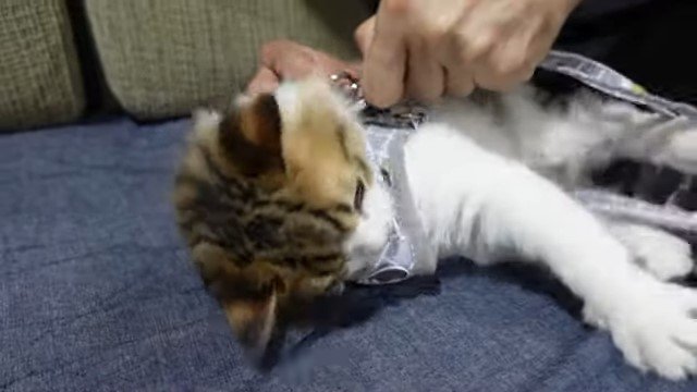 猫にリードをつける人