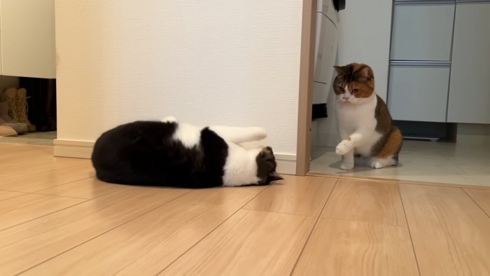 寝転がる猫と前足をあげる猫