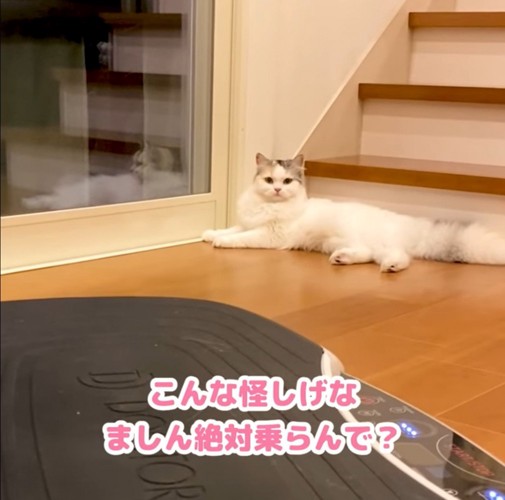 ダイエットマシンには乗りたがらない猫