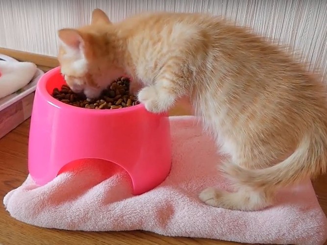 ドライフードを食べる子猫