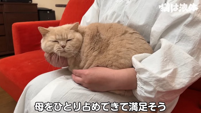 人の膝の上に乗る猫