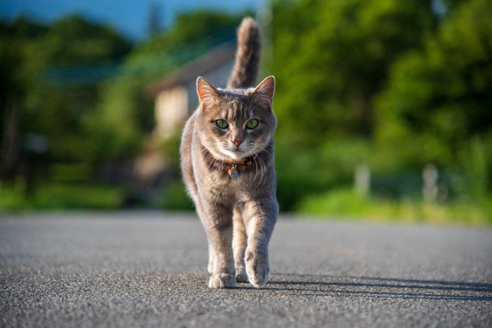 勇敢に歩く猫