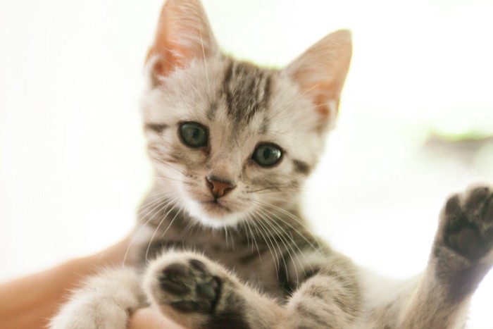 抱かれているアメリカンショートヘアの子猫