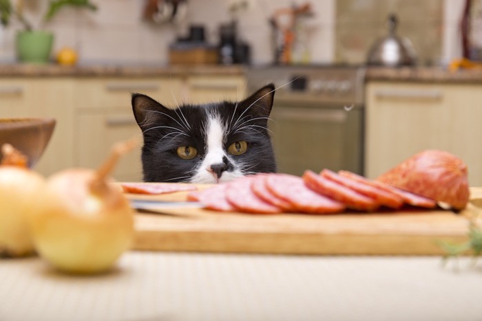 テーブルの上の食べ物を狙う猫